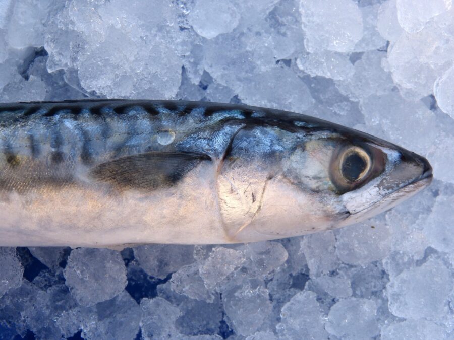 Stroganina – syberyjski przysmak z ryby
